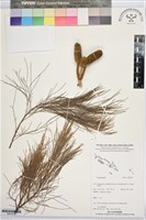 登錄號:BS07439藏品圖，第1張