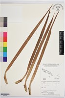 登錄號:BS07440藏品圖，第1張