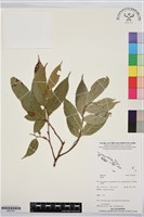 登錄號:BS07441藏品圖，第1張