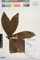 登錄號:BS07443藏品圖，第1張