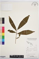 登錄號:BS07446藏品圖，第1張