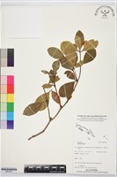 登錄號:BS07447藏品圖，第1張