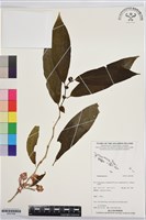 登錄號:BS07448藏品圖，第1張