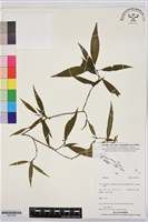 登錄號:BS07450藏品圖，第1張