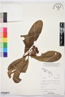 登錄號:BS07451藏品圖，第1張