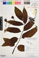 登錄號:BS07453藏品圖，第1張