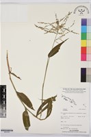 登錄號:BS07454藏品圖，第1張