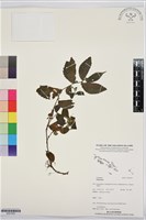 登錄號:BS07455藏品圖，第1張