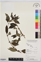 登錄號:BS07456藏品圖，第1張