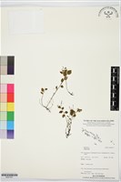 登錄號:BS07457藏品圖，第1張