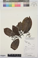 登錄號:BS07460藏品圖，第1張