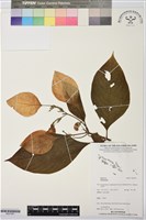 登錄號:BS07461藏品圖，第1張