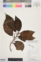 登錄號:BS07462藏品圖，第1張