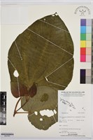 登錄號:BS07463藏品圖，第1張