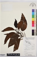 登錄號:BS07465藏品圖，第1張