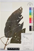 登錄號:BS07466藏品圖，第1張