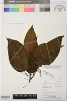 登錄號:BS07468藏品圖，第1張