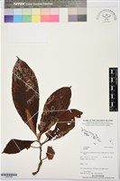 登錄號:BS07469藏品圖，第1張