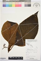 登錄號:BS07471藏品圖，第1張