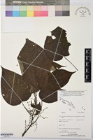 登錄號:BS07472藏品圖，第1張