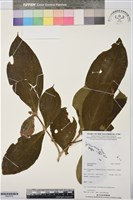 登錄號:BS07475藏品圖，第1張