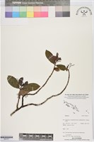 登錄號:BS07477藏品圖，第1張