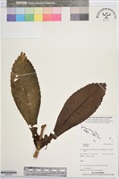 登錄號:BS07478藏品圖，第1張