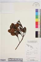 登錄號:BS07479藏品圖，第1張