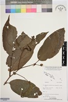 登錄號:BS07480藏品圖，第1張