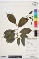 登錄號:BS07481藏品圖，第1張