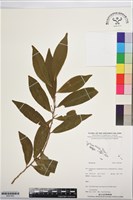 登錄號:BS07483藏品圖，第1張