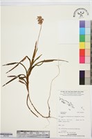 登錄號:BS07484藏品圖，第1張