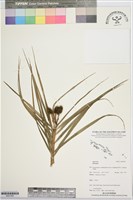 登錄號:BS07485藏品圖，第1張