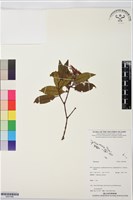 登錄號:BS07486藏品圖，第1張