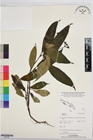 登錄號:BS07487藏品圖，第1張