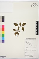 登錄號:BS07488藏品圖，第1張