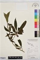 登錄號:BS07490藏品圖，第1張