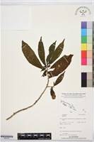 登錄號:BS07491藏品圖，第1張