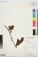 登錄號:BS07492藏品圖，第1張