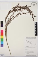 登錄號:BS07493藏品圖，第1張