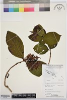 登錄號:BS07494藏品圖，第1張