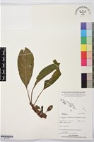 登錄號:BS07496藏品圖，第1張