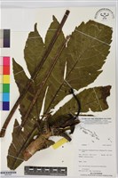 登錄號:BS07497藏品圖，第1張