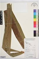 登錄號:BS07500藏品圖，第1張