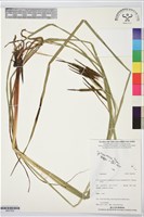 登錄號:BS07502藏品圖，第1張