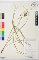 登錄號:BS07504藏品圖，第1張