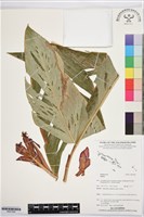 登錄號:BS07506藏品圖，第1張