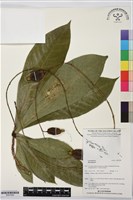 登錄號:BS07508藏品圖，第1張