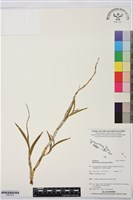 登錄號:BS07510藏品圖，第1張