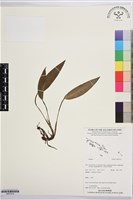 登錄號:BS07512藏品圖，第1張